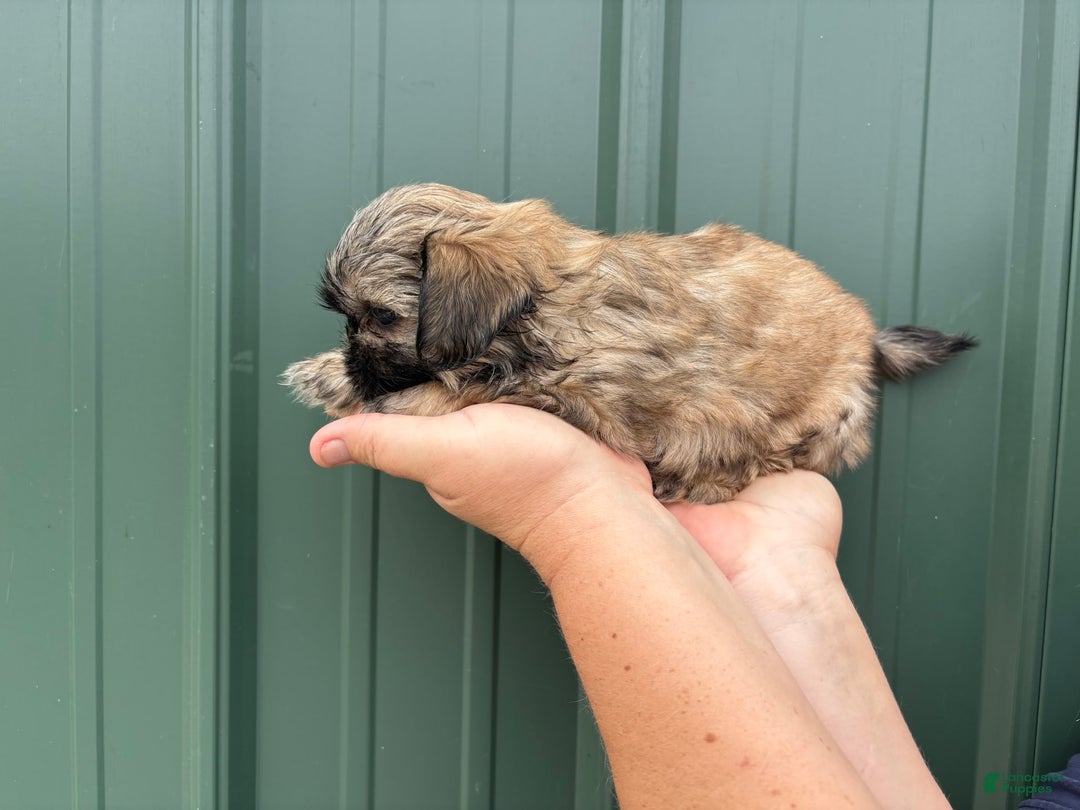 Shih Tzu dogs for sale: Bonbon - Image 5