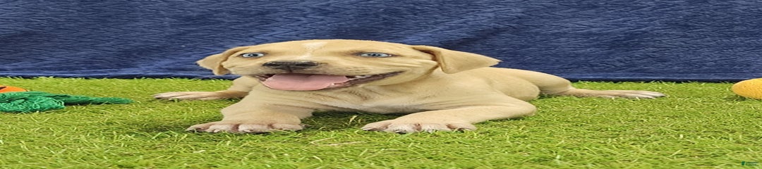 Tess 2025 Male 1