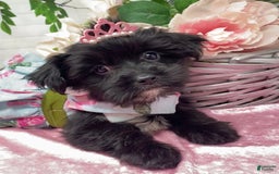 Shorkie dogs for sale: Little Mercedes - Image 14