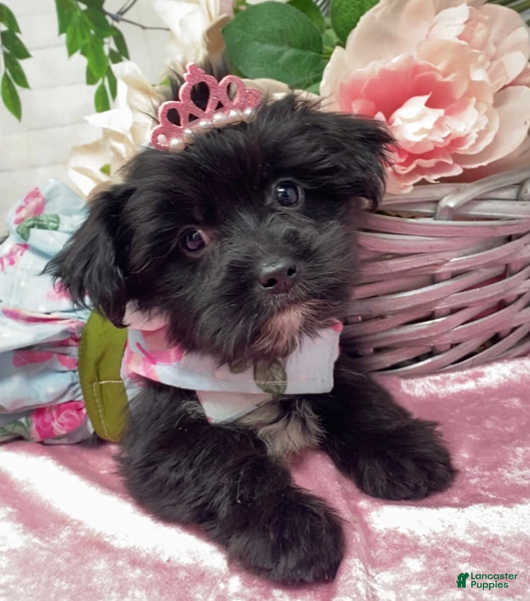 Shorkie dogs for sale: Little Mercedes - Image 14