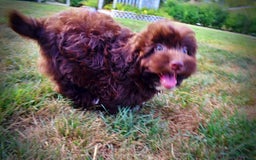 Havapoo dogs for sale: Karma - Image 10