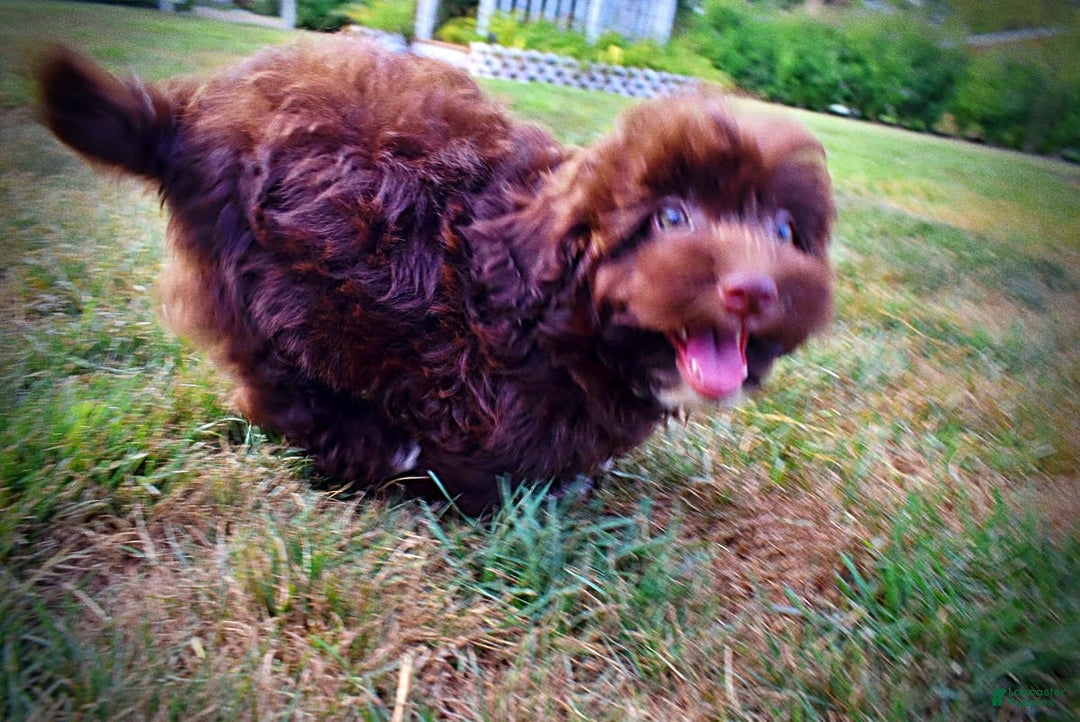 Havapoo dogs for sale: Karma - Image 10