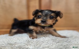 Yorkshire Terrier dogs for sale: Purebred Boy - Image 2