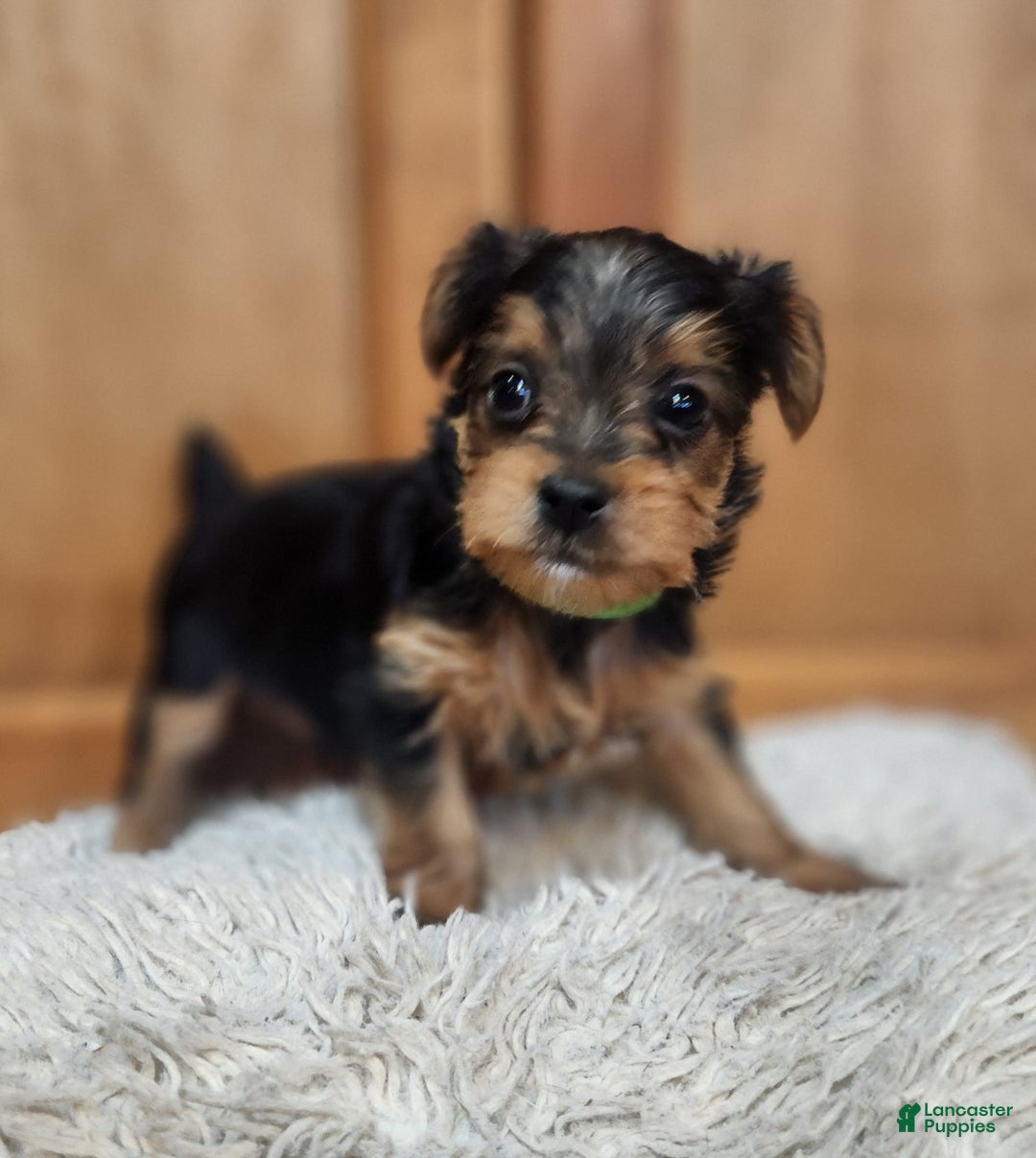 Yorkshire Terrier dogs for sale: Purebred Boy - Image 2