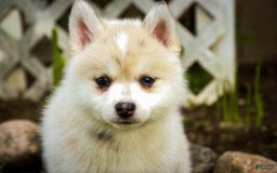 Pomsky dogs for sale: Blaze - Image 9