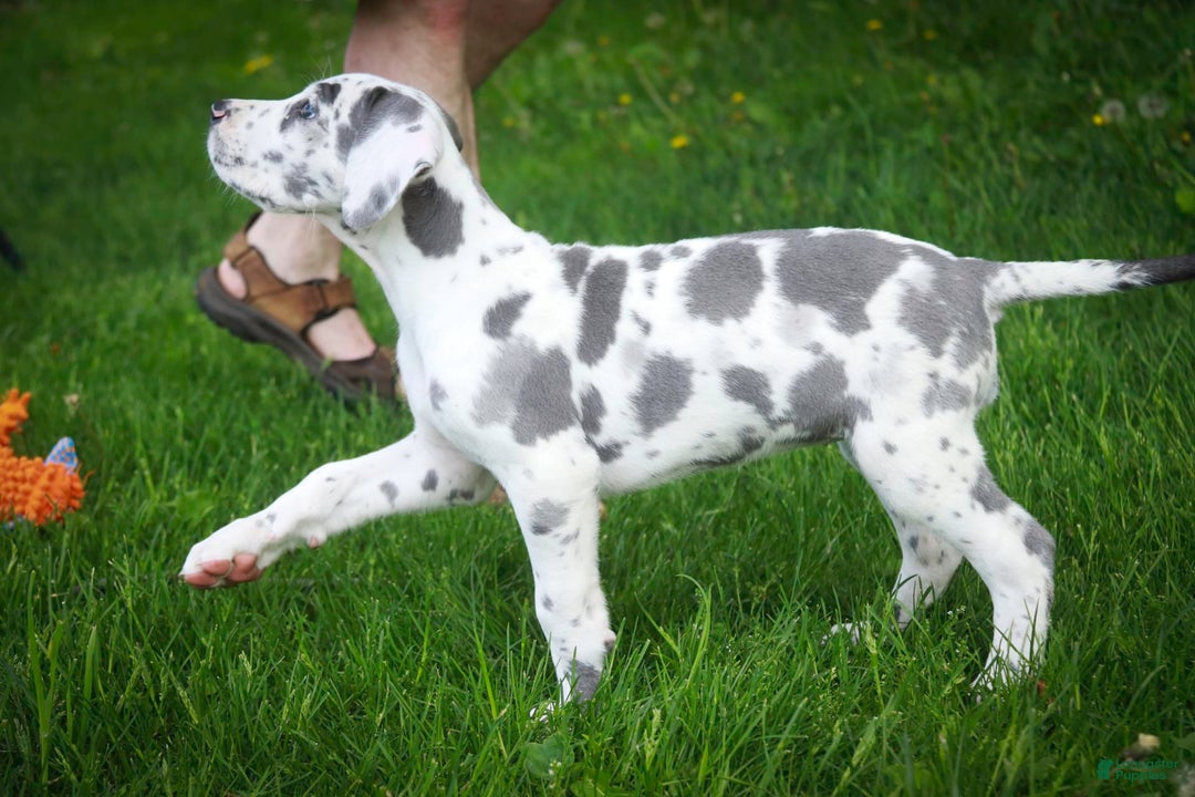 Great Dane dogs for sale: Electra - Image 11