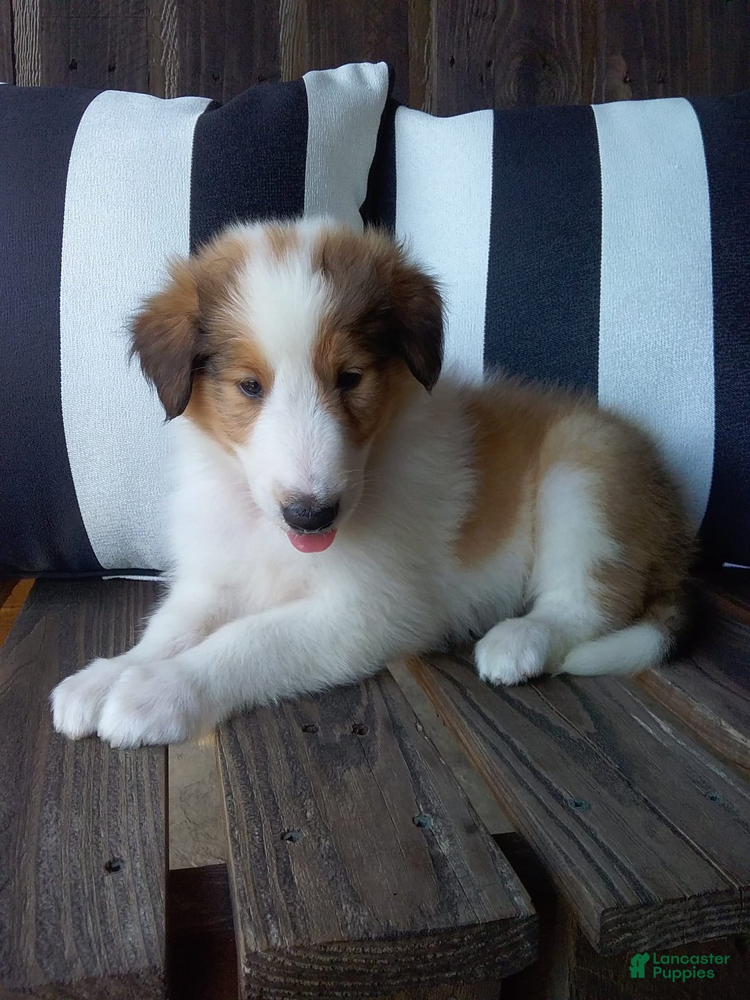 Collie dogs for sale: Bandit - Image 6