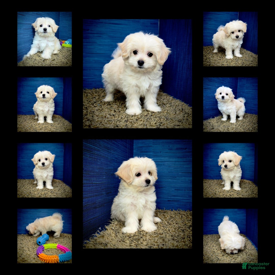 Shihpoo dogs for sale: Cedric - Image 21