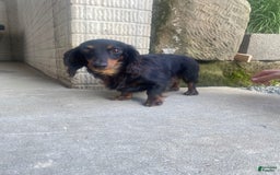 Miniature Dachshund dogs for sale: Beans - Image 14