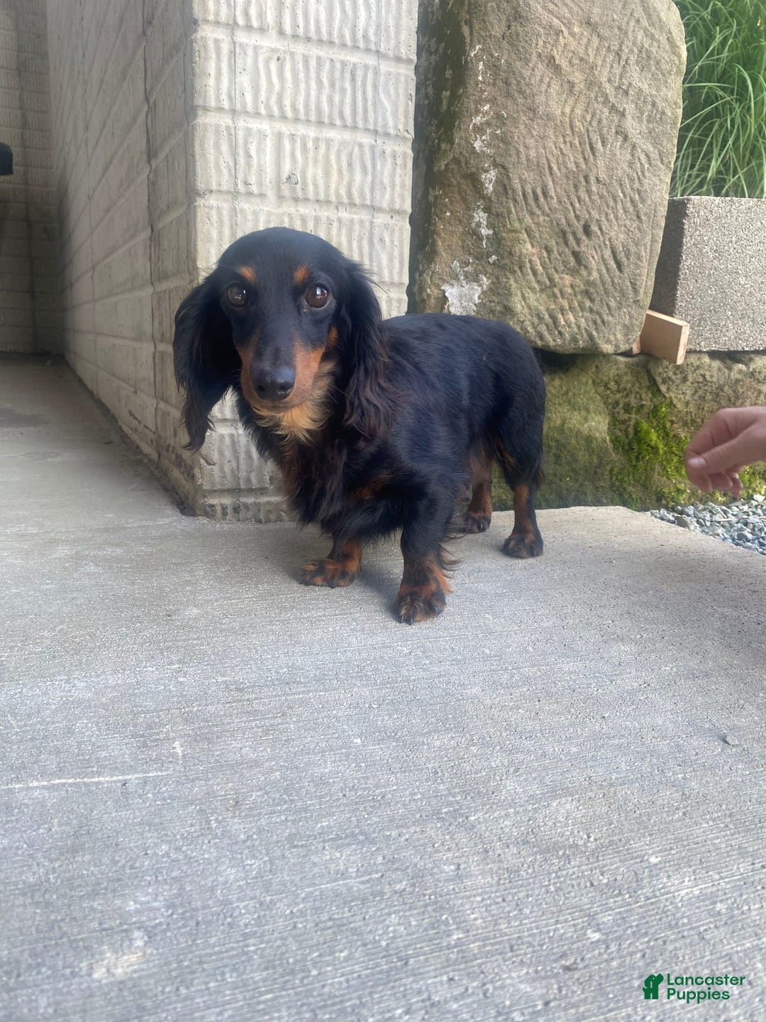 Miniature Dachshund dogs for sale: Beans - Image 14
