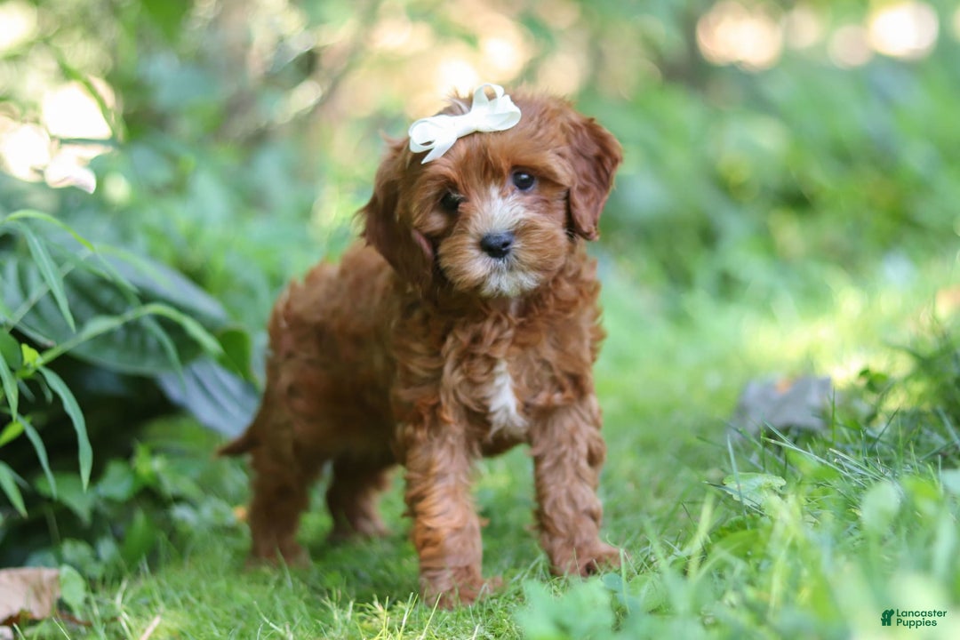 Cavapoo dogs for sale: Dolly - Image 2