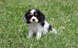 Cocker Spaniel dogs for sale: Derek - Image 3