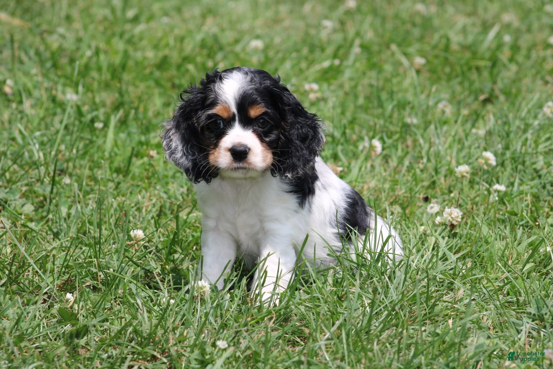 Cocker Spaniel dogs for sale: Derek - Image 3