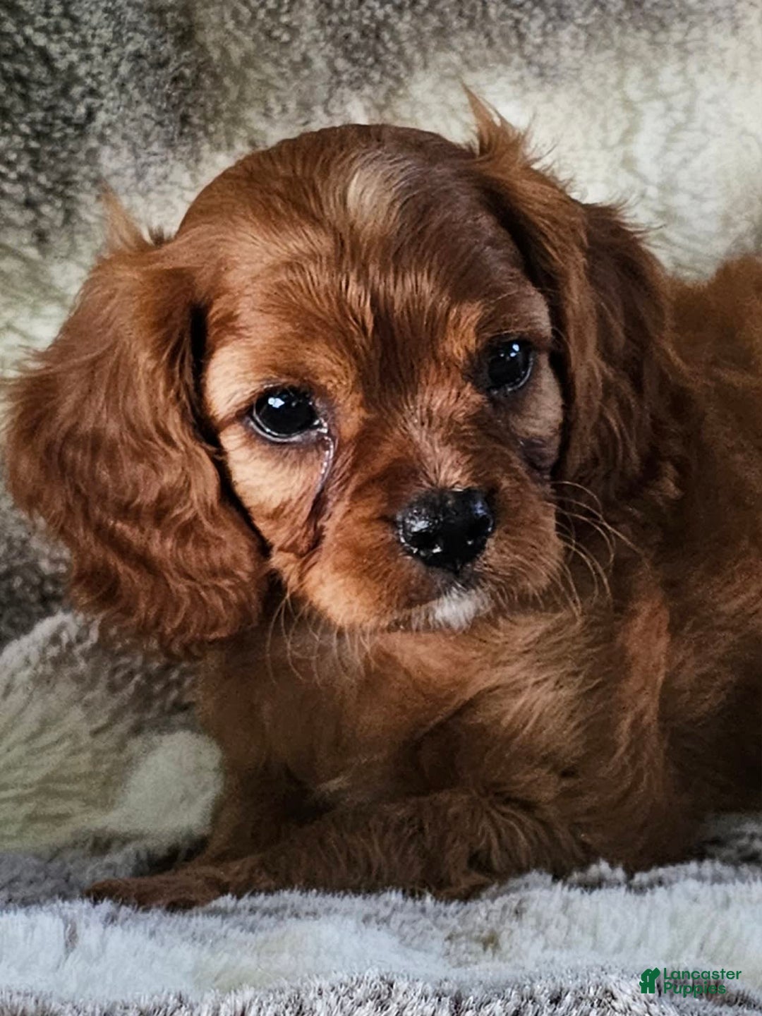 Cavalier King Charles Spaniel dogs for sale: Colton - Image 2