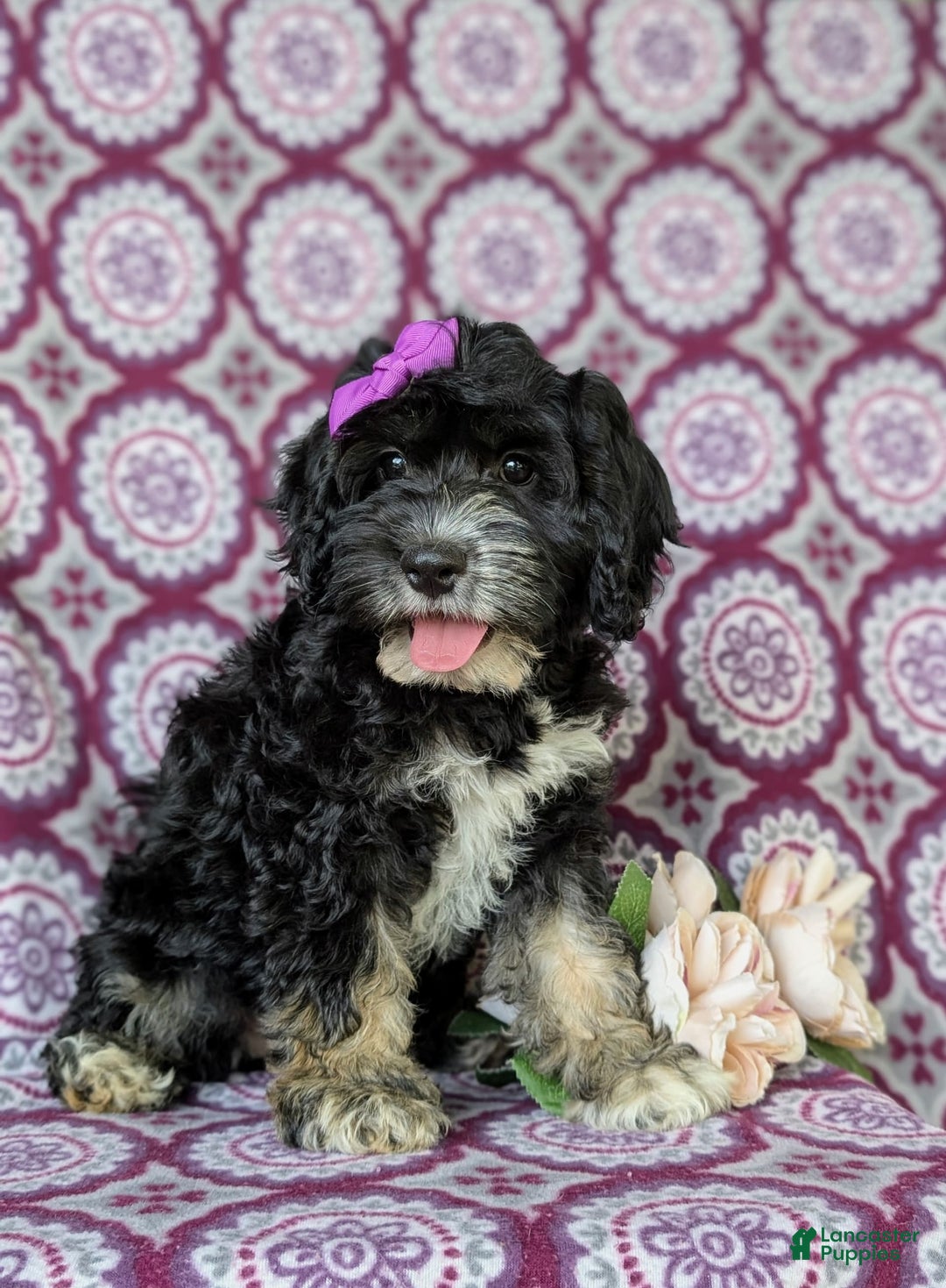 Cockapoo dogs for sale: Charlena - Image 11