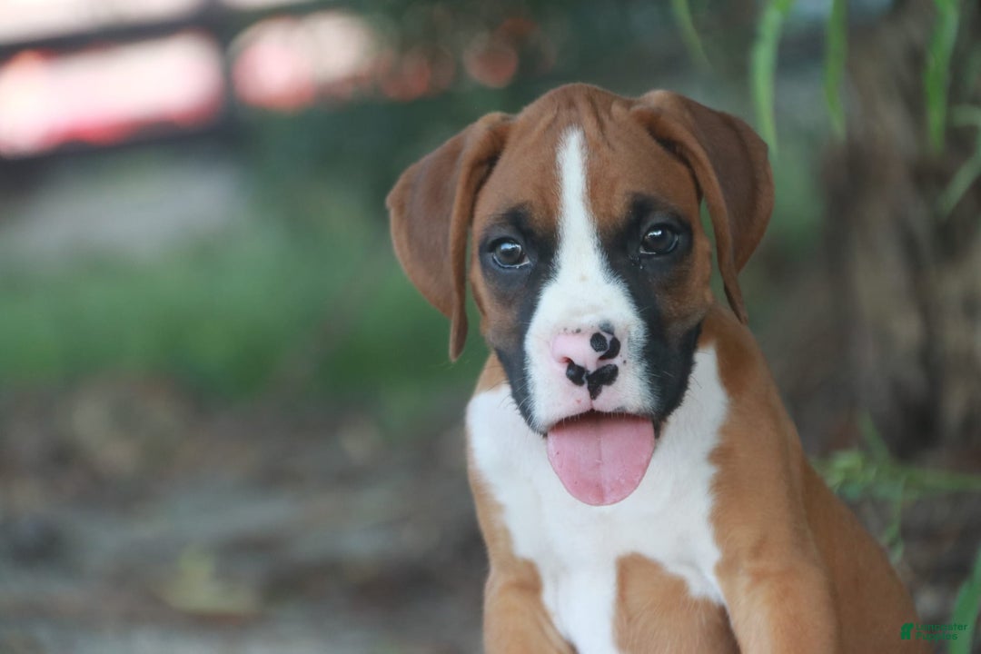 Boxer dogs for sale: Samson - Image 1