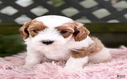 Cavapoo dogs for sale: Brady - Image 11