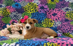 Jack Russell Terrier dogs for sale: Lacey - Image 5