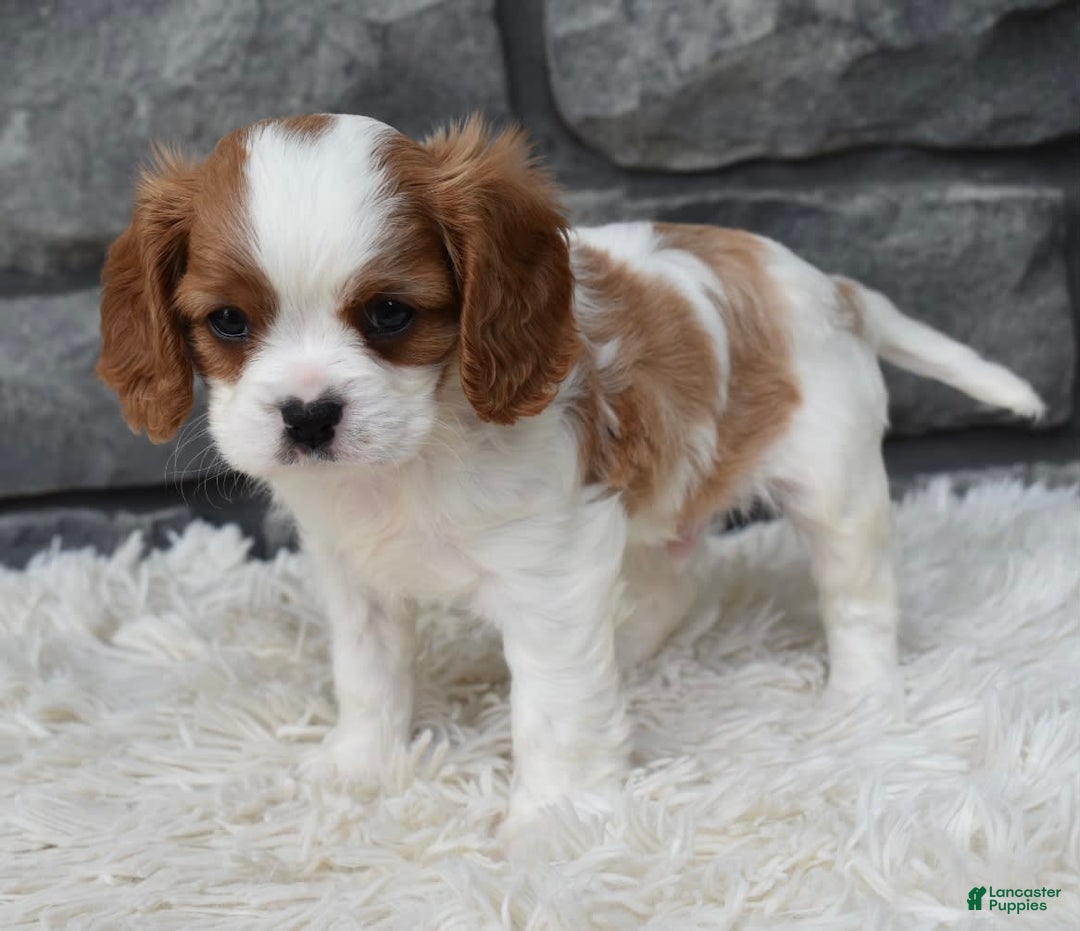Cavalier King Charles Spaniel dogs for sale: Buster - Image 12