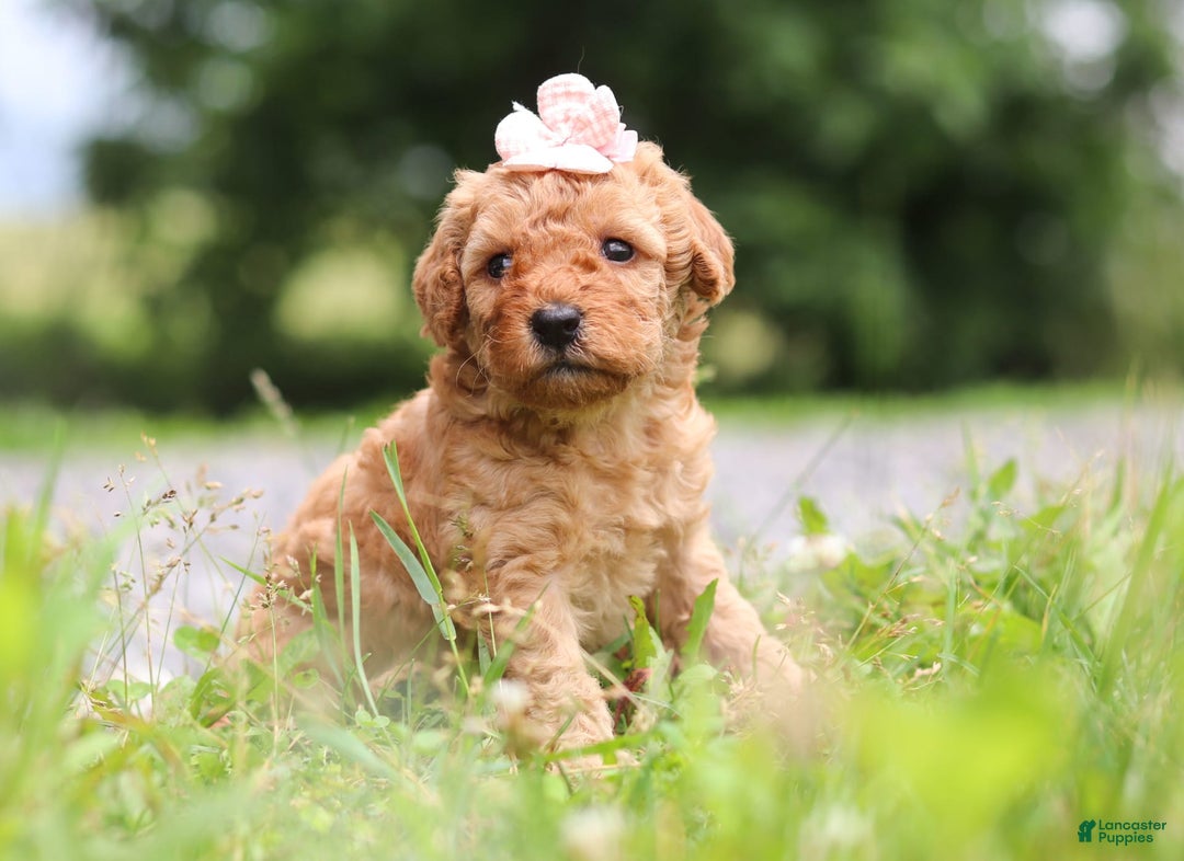Goldendoodle dogs for sale: Holly - Image 9