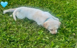 Labrador Retriever dogs for sale: Female Yellow Blue Collar - Image 2