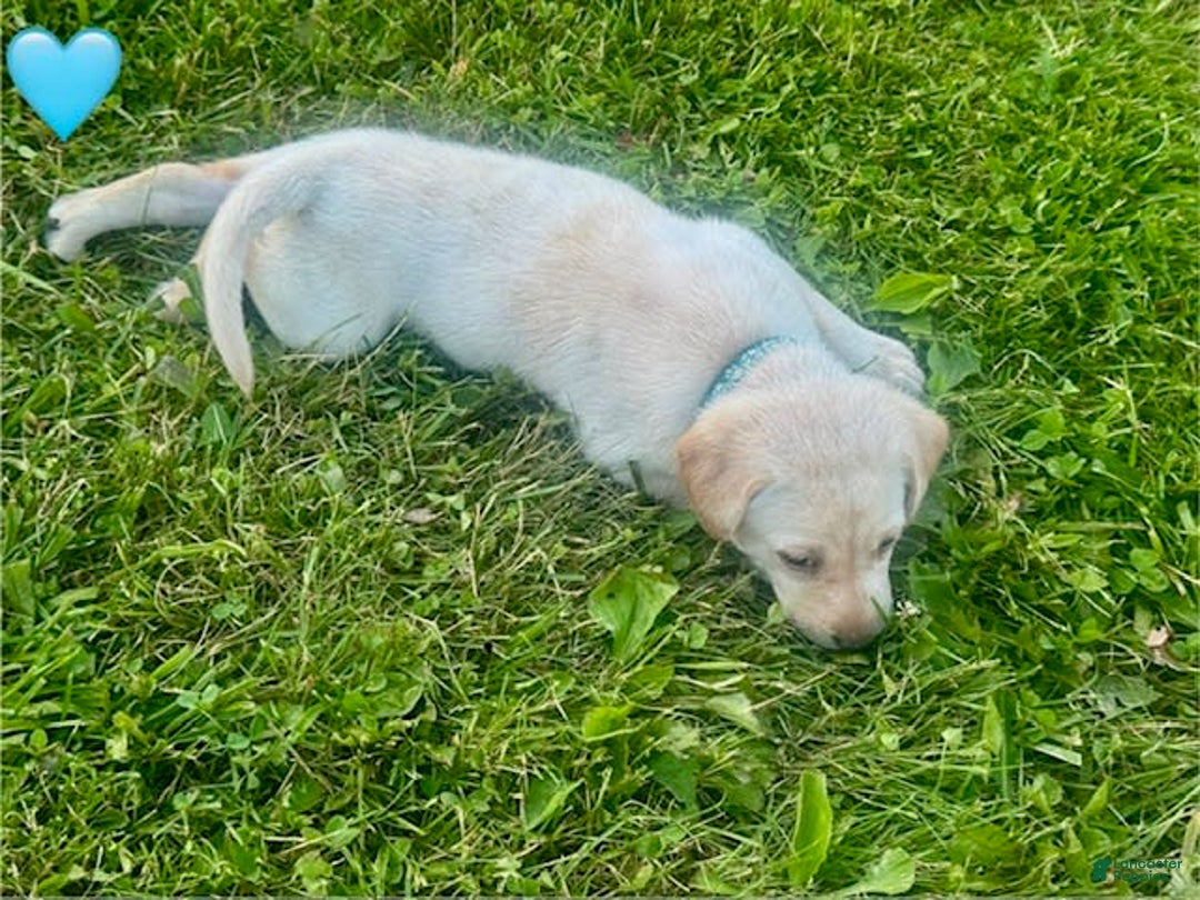 Labrador Retriever dogs for sale: Female Yellow Blue Collar - Image 2
