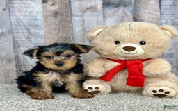 Yorkshire Terrier dogs for sale: Cheddar - Image 1