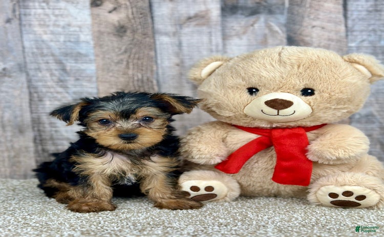 Yorkshire Terrier dogs for sale - Ad 2