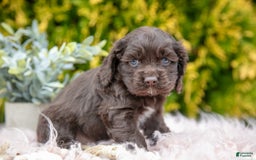 Cocker Spaniel dogs for sale: Dolly - Image 1