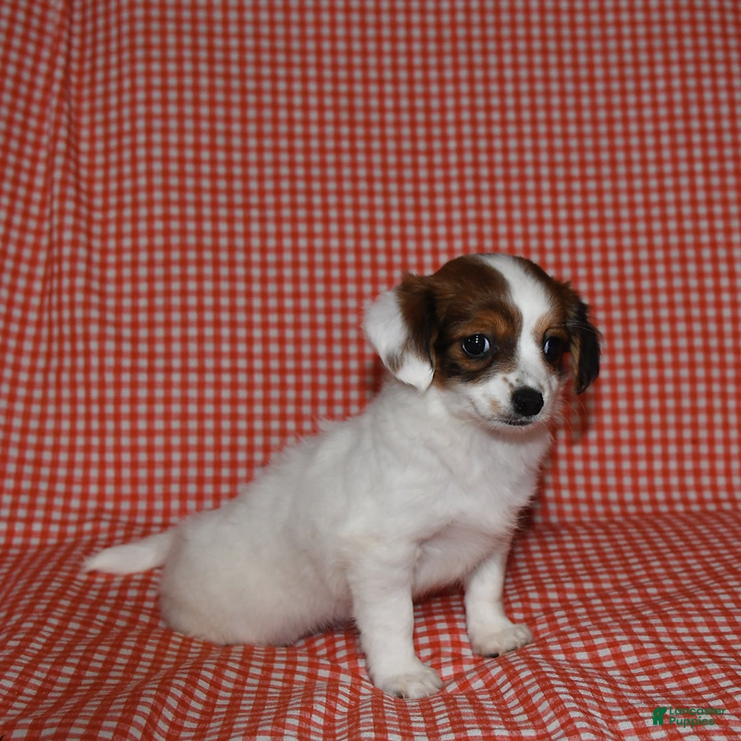 Havanese dogs for sale: Bessy - Image 1