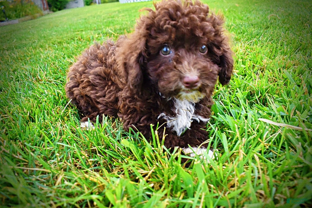 Havapoo dogs for sale: Bliss - Image 3