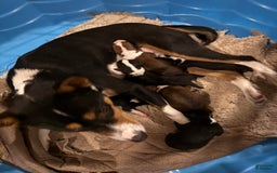 Basenji dogs for sale: Little Mae - Image 2