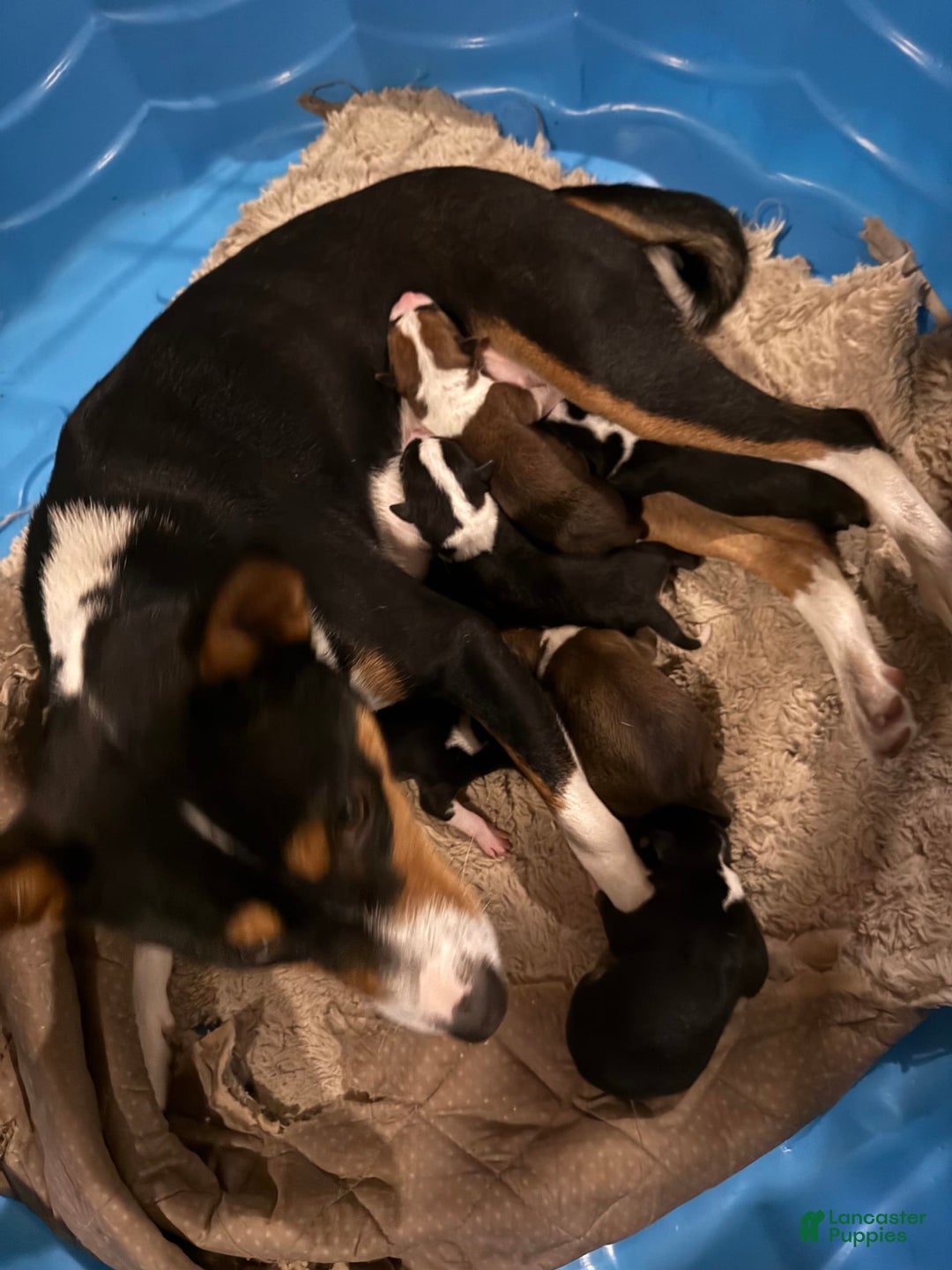 Basenji dogs for sale: Little Mae - Image 2