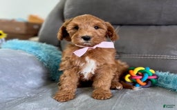 Mini Goldendoodle dogs for sale: Missy - Image 5