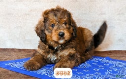 Bernedoodle dogs for sale: Buck - Image 12