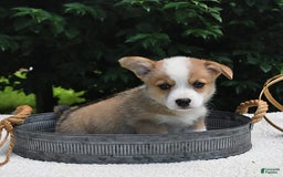 Welsh Corgi Pembroke dogs for sale: Nugget - Image 14