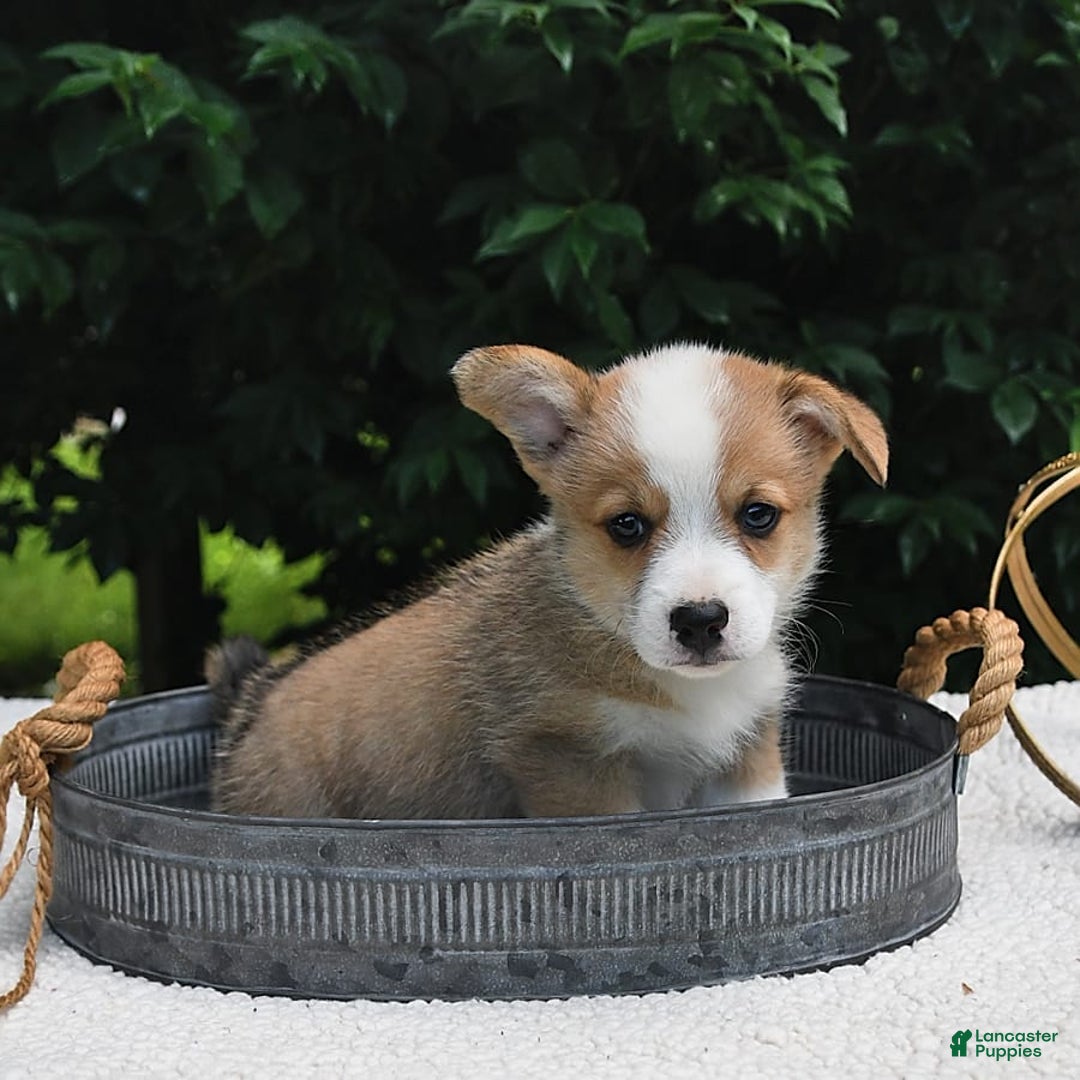 Welsh Corgi Pembroke dogs for sale: Nugget - Image 14