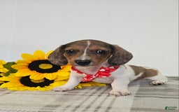 Dachshund dogs for sale: Slinky - Image 14