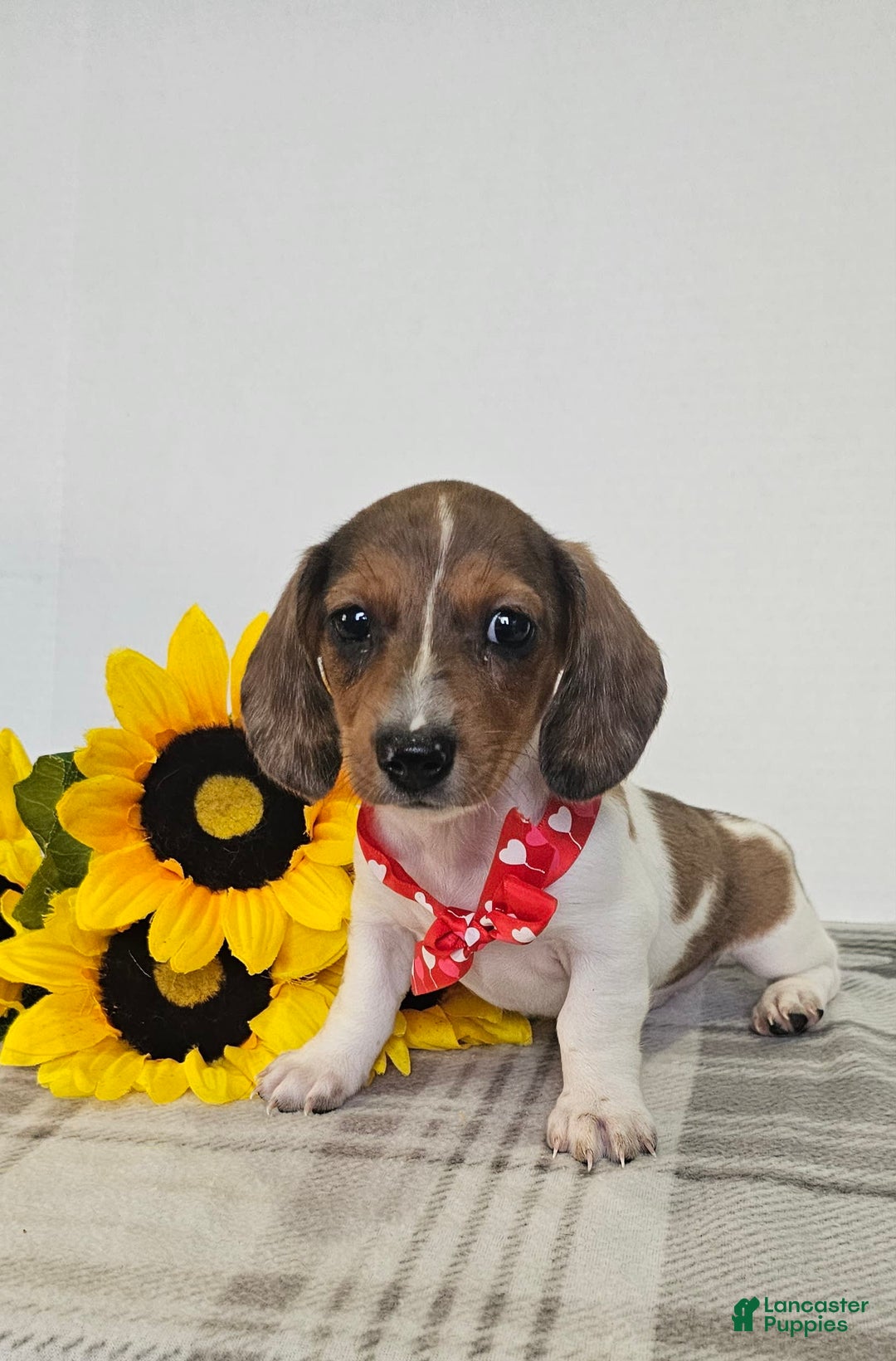 Dachshund dogs for sale: Slinky - Image 14