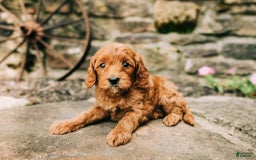 Cavapoo dogs for sale: Bruno - Image 5