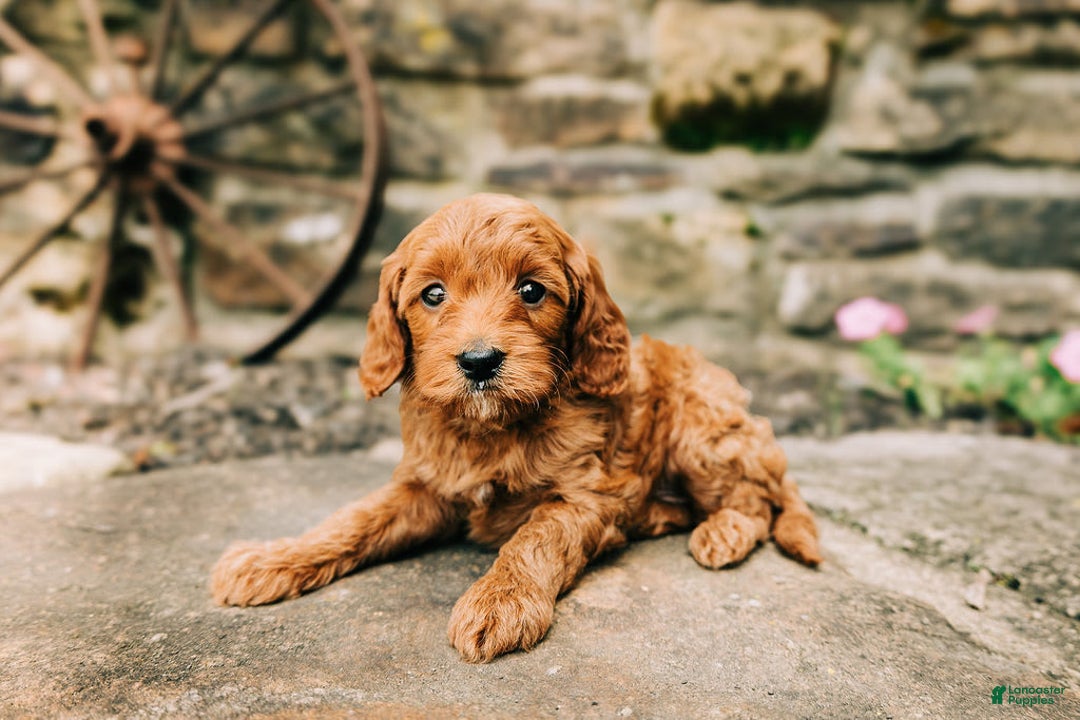 Cavapoo dogs for sale: Bruno - Image 5