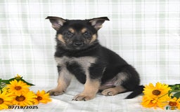 German Shepherd dogs for sale: Krista - Image 3