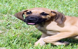 Great Dane dogs for sale: Linda - Image 5