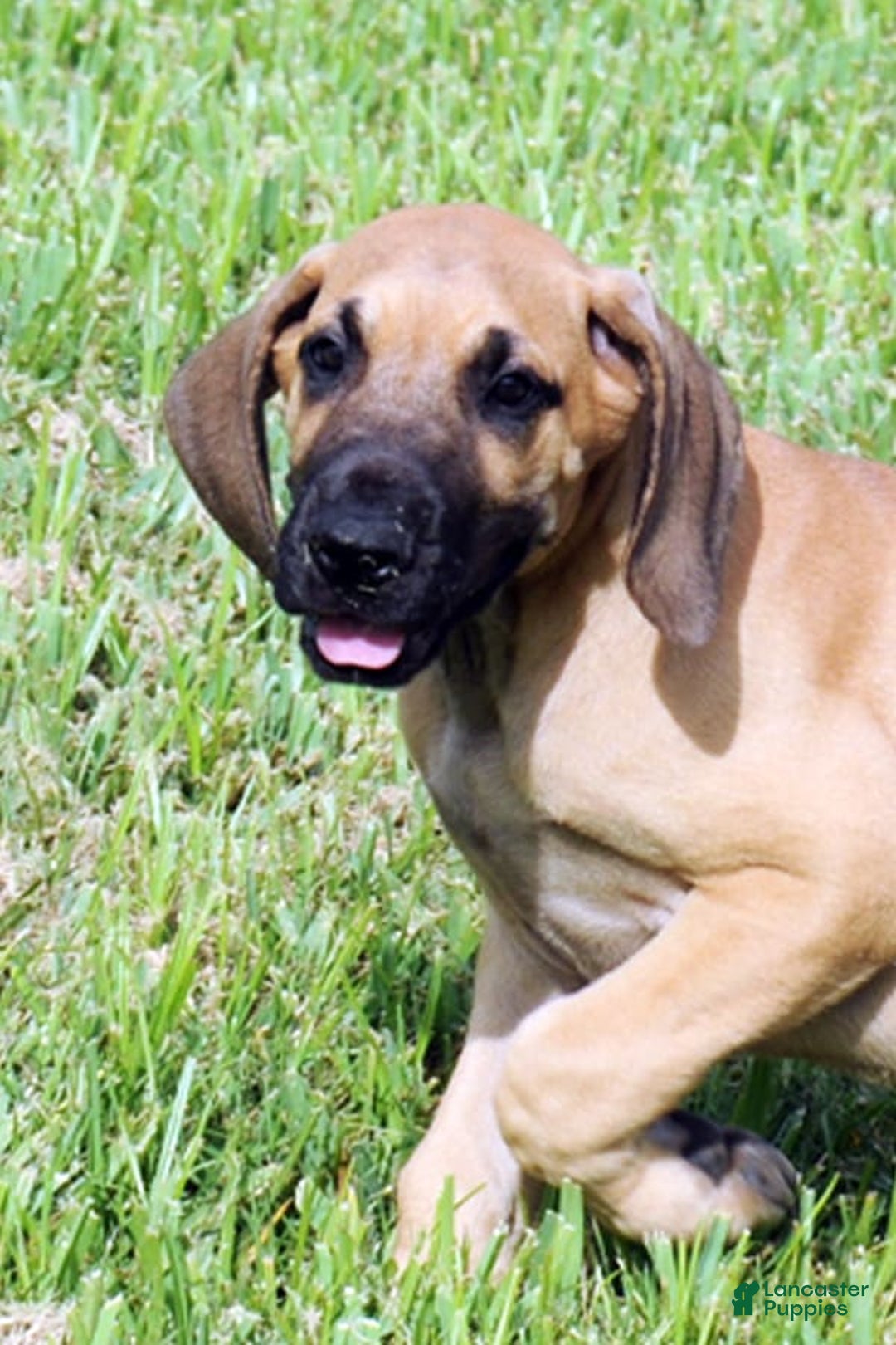 Great Dane dogs for sale: Linda - Image 5