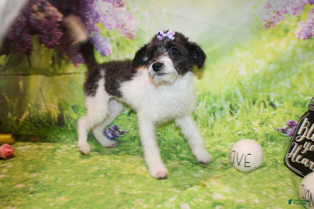  dogs for sale: Lacey - Image 2
