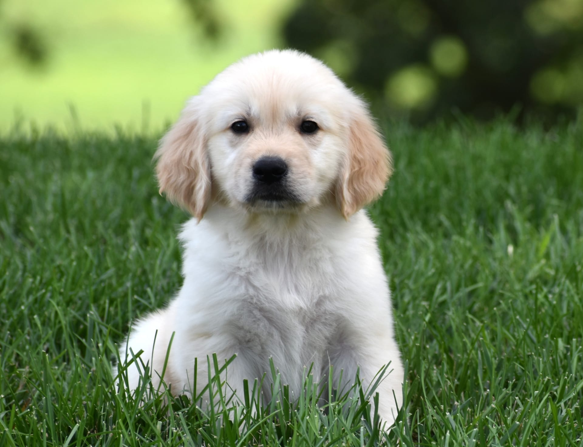 Golden Retriever dogs for sale: Tank - Image 2
