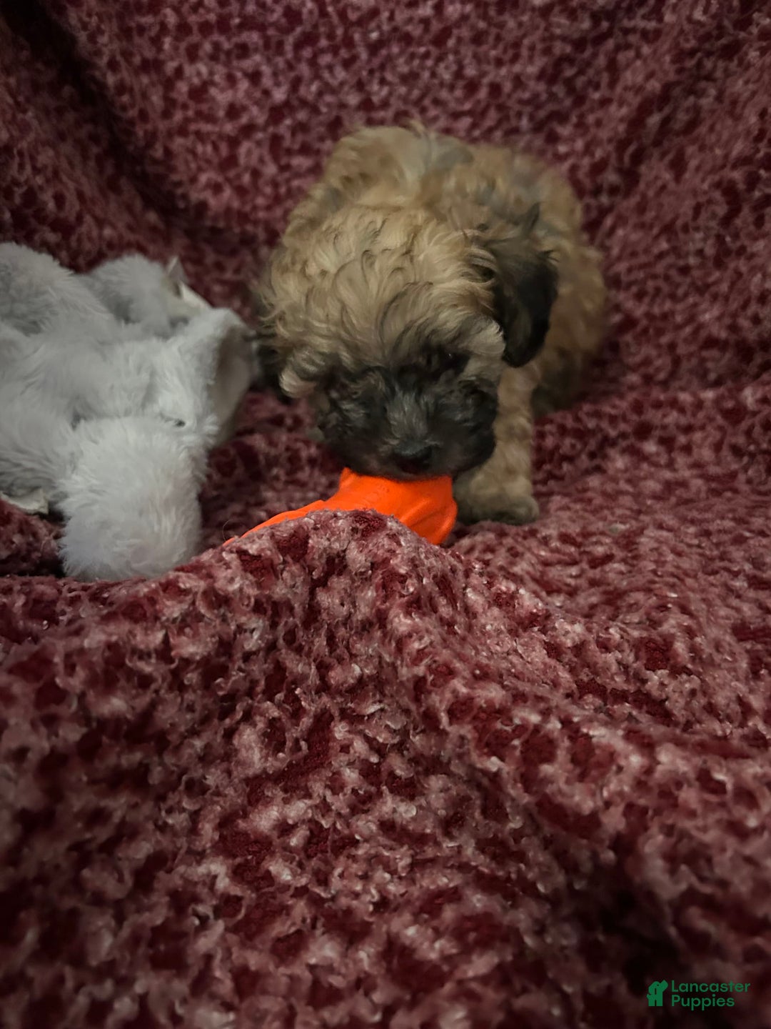 Teddy Bear dogs for sale: Sadie - Image 3