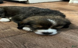 Bernedoodle dogs for sale: Harriet - Image 8