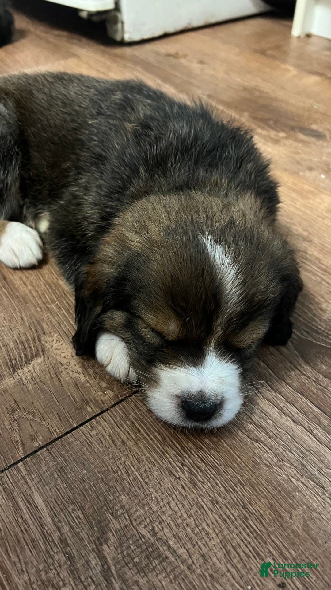 Bernedoodle dogs for sale: Harriet - Image 8