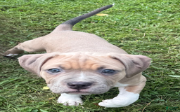 American Pit Bull Terrier dogs for sale: Russ - Image 28